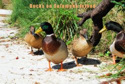 Ducks on Solomons Island